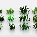Green Grass Plants in Various Shapes and Sizes Neatly Arranged on White Background