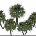 Multiple Tropical Palm Trees With Green Fronds And White Trunks In Landscape
