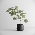 plant potted plant green plant potted plant 3d model