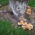 Clusters of Wild Mushrooms Growing Around Tree Roots on Green Grass