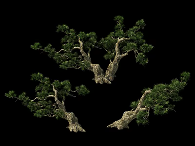 Three Ornamental Trees With Twisted Trunks And Lush Green Foliage On Black Background 3d model