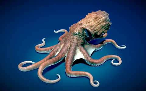 octopus giant octopus marine animal 3d model