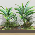 Lush Indoor Plant Combination with Large Leafy Plants Ferns and Green Foliage in Decorative Tray