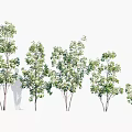 Various Sizes of Arbor Trees With Green Foliage and Sturdy Trunks for Garden Landscaping