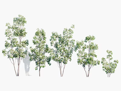Various Sizes of Arbor Trees With Green Foliage and Sturdy Trunks for Garden Landscaping 3d model
