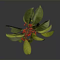 Vibrant Green Leaves And Red Berries Plant On Dark Reflective Background