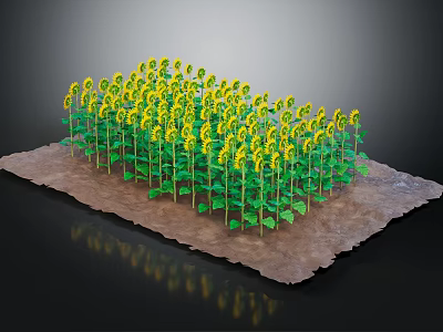 Bright Yellow Sunflowers With Green Stems And Leaves Growing In Brown Soil 3d model