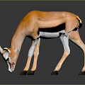Orange white antelope with long horns black patches lowering head on dark surface reflection 3d model