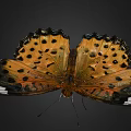 Vibrant Orange Butterfly With Black Spots And White Markings On Delicate Patterned Wings