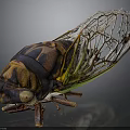 Close Up View Of Cicada Exuvia With Detailed Exoskeleton And Transparent Wings