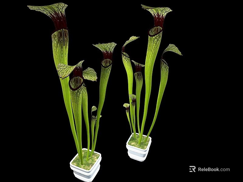 Green And Red Carnivorous Pitcher Bonsai Potted Plants In White Pots 3d model 