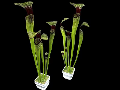 Green And Red Carnivorous Pitcher Bonsai Potted Plants In White Pots 3d model