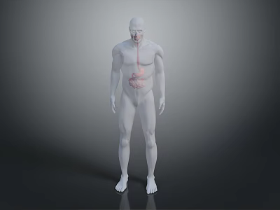 3D Human Head Organ Anatomical Model Showing Respiratory System Internal Structure 3d model