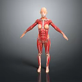 Human Anatomical Model Displaying Detailed Muscular Structure Of Limbs And Torso
