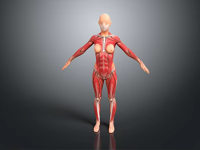 Human Anatomical Model Displaying Detailed Muscular Structure Of Limbs And Torso 3d model