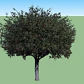 Lush Healthy Arbor With Green Leaves And Red Fruits In Natural Environment