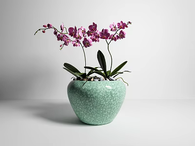 Elegant Potted Purple Orchid Plant In Light Green Crackle Texture Pot 3d model