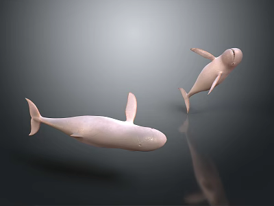 Two White Dolphins Swimming Gracefully in Gray Background with Smooth Movements 3d model