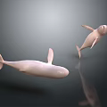Two White Dolphins Swimming Gracefully in Gray Background with Smooth Movements 3d model