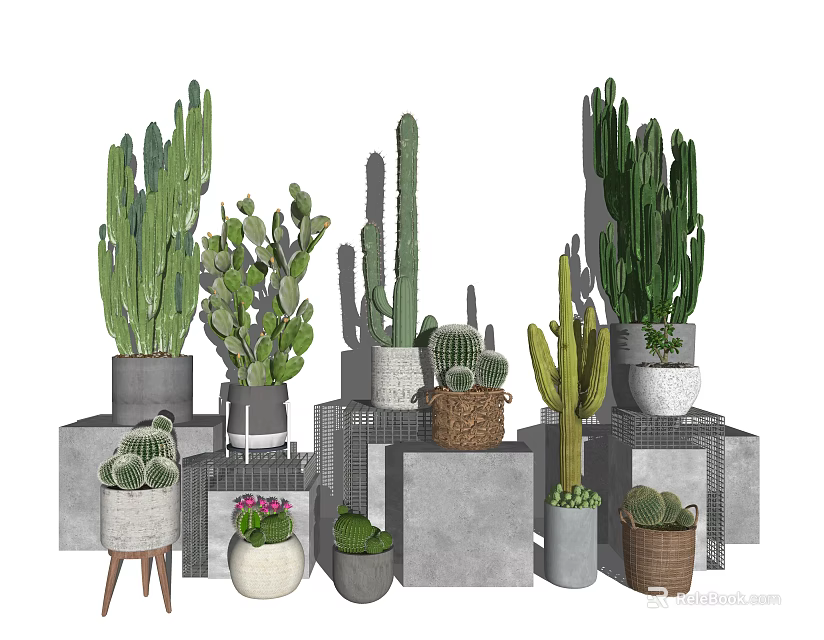 Various Cactus Potted Plants With Different Pots And Display Stands 3d model