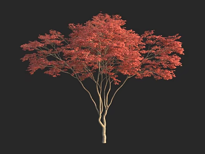 Vibrant Red Leaf Tree With Light Colored Trunk Against Black Background 3d model