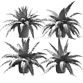 Potted Fern Plants With Lush Green Fronds in Brown Ceramic Pots for Indoor Decor