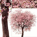 Beautiful Flowering Trees With Pink Blossoms In Spring Season View