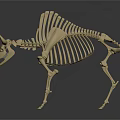 Animal Skeleton Model Featuring Horned Skull And Detailed Bone Structure