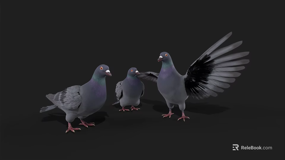 Three Gray Pigeons With One Spreading Wings And Others Standing On Black Background 3d model 