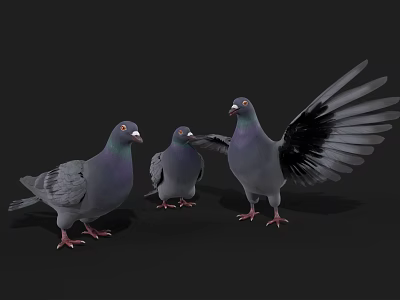 Three Gray Pigeons With One Spreading Wings And Others Standing On Black Background 3d model