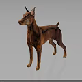 Alert Doberman Standing With Reddish Brown Coat On Dark Gray Reflective Floor