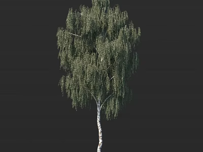 Tall Birch Tree with White Trunk and Lush Green Foliage Isolated on Dark Background 3d model