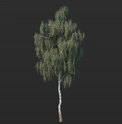 Tall Birch Tree with White Trunk and Lush Green Foliage Isolated on Dark Background 3d model