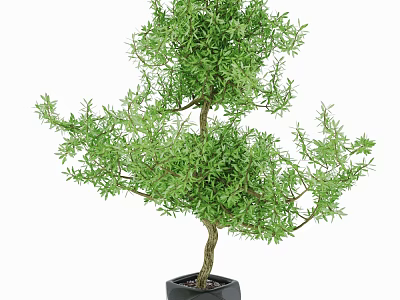 Beautiful Bonsai Plant with Lush Green Leaves and Curved Trunk in Black Pot 3d model