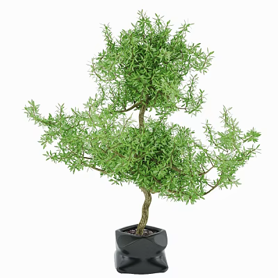 Beautiful Bonsai Plant with Lush Green Leaves and Curved Trunk in Black Pot 3d model