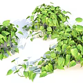 Lush Green Bonsai Potted Plant With Trailing Vines And Healthy Indoor Decorative Foliage