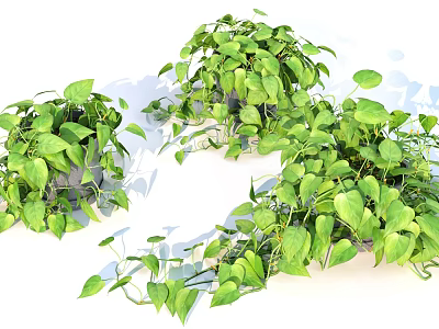 Lush Green Bonsai Potted Plant With Trailing Vines And Healthy Indoor Decorative Foliage 3d model