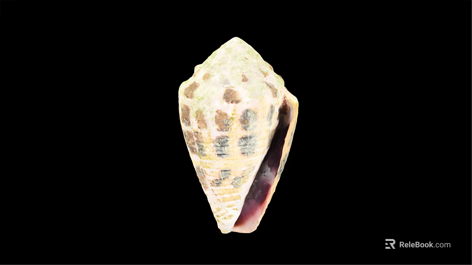 Cone Snail Marine Animal With Spiral Shell And Unique Beige Brown Patterns 3d model 