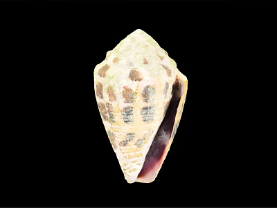 Cone Snail Marine Animal With Spiral Shell And Unique Beige Brown Patterns 3d model