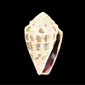 Cone Snail Marine Animal With Spiral Shell And Unique Beige Brown Patterns