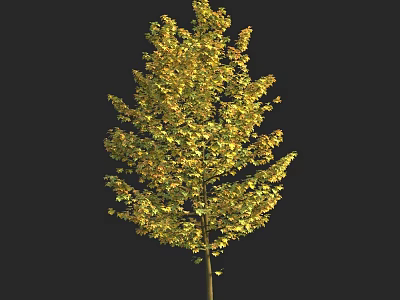 Lush Golden Leaf Arbor in Autumn with Dense Foliage and Slender Trunk 3d model