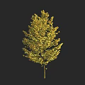 Lush Golden Leaf Arbor in Autumn with Dense Foliage and Slender Trunk