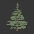 Tall Green Pine Tree With Lush Dense Foliage Isolated On Dark Background
