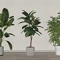 Various Leafy Potted Plants in White Pots on Wooden Floor with White Wall