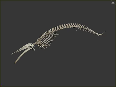 Medical Device Anatomical Skeleton Model With Detailed Bone Structure For Teaching 3d model