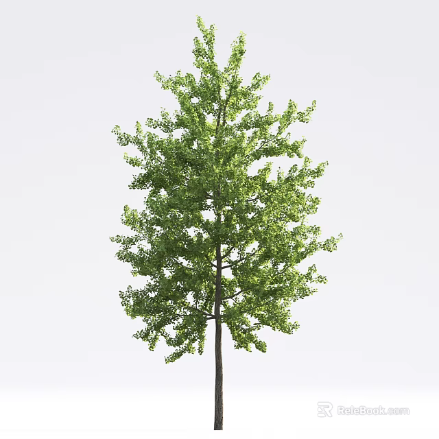 Tall Arbor with Lush Green Foliage and Straight Trunk in Natural Outdoor Scene 3d model 