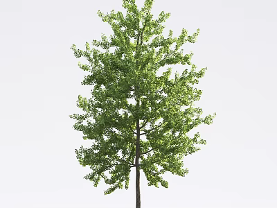 Tall Arbor with Lush Green Foliage and Straight Trunk in Natural Outdoor Scene 3d model