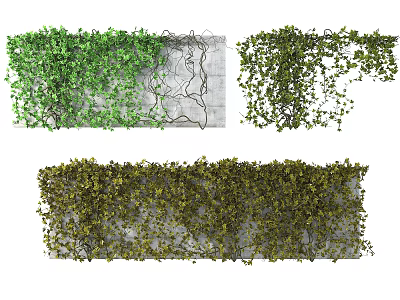 Lush Green Vines Growing On Concrete Wall With Dense Foliage Details 3d model