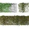 Lush Green Vines Growing On Concrete Wall With Dense Foliage Details
