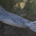 Gray Aquatic Reptile in Natural Habitat With Grassy Field and Green Trees